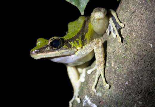 Malayian Forest Frog