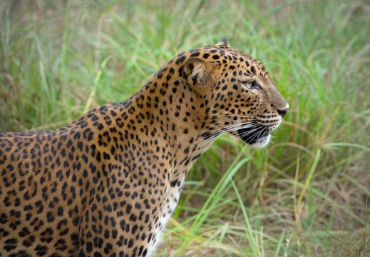 Leopard