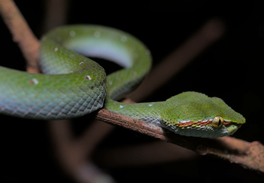 Wagler's Pit Viper