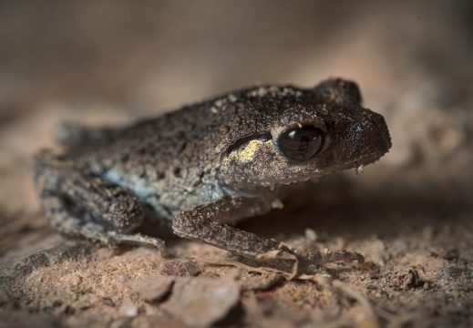 Black-eyed Litter Frog