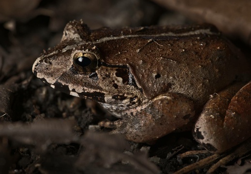 Malayan Leaf Toad