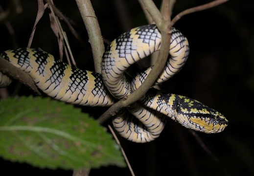 Wagler's Pit Viper