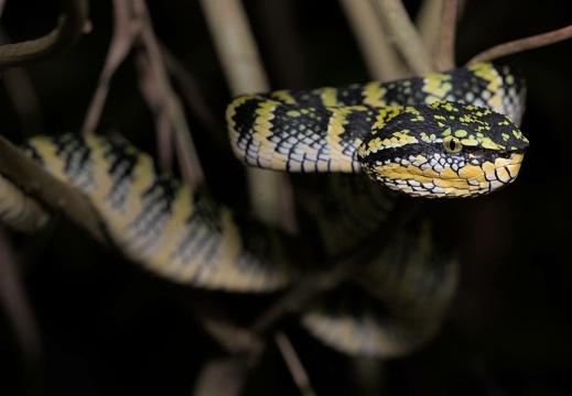 Wagler's Pit Viper