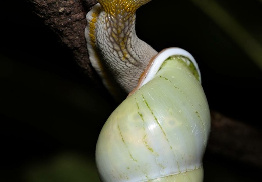 Singapore Green Tree Snail