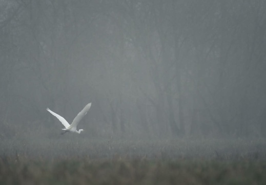 Great Egret