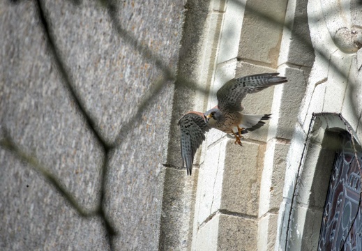 Common Kestrel