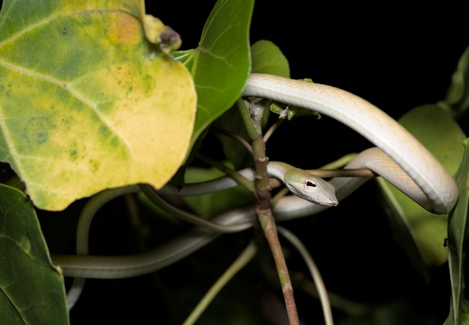 Oriental Whip Snake