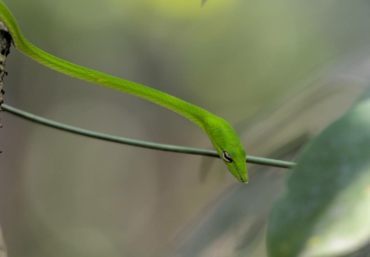 Oriental Whip Snake