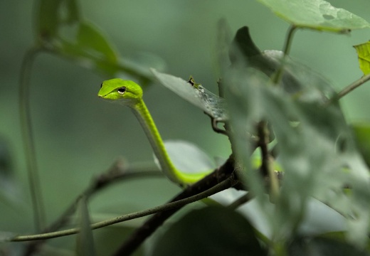 Oriental Whip Snake