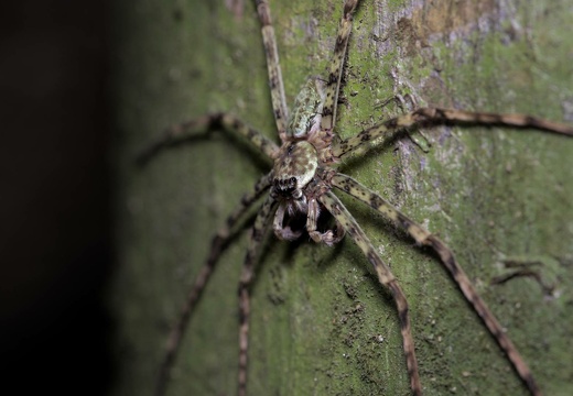Lichen Huntsman Spider