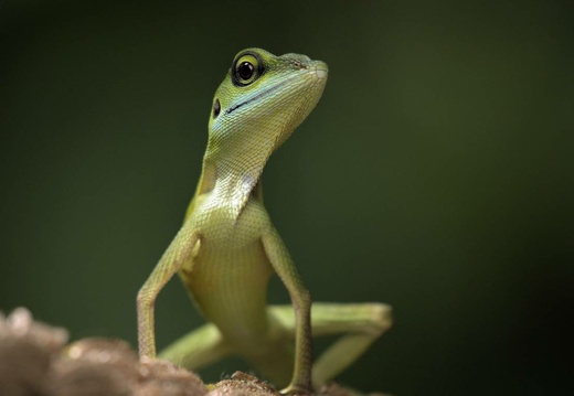 Green Crested Lizard