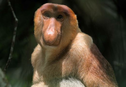 Proboscis Monkey