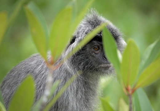Silver Leaf Monkey