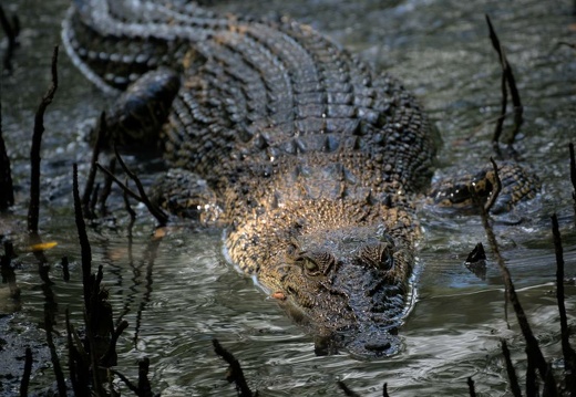 Estuarine Crocodile