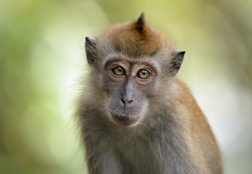 Long-tailed Macaque