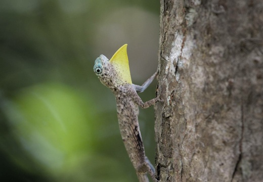 Gliding Lizard