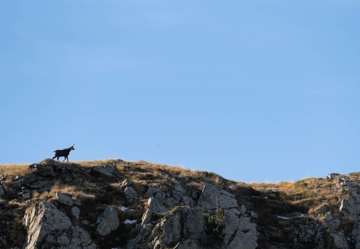 Chamois sur les crêtes