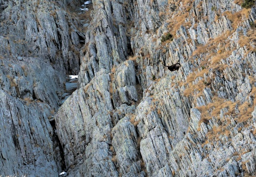 Chamois