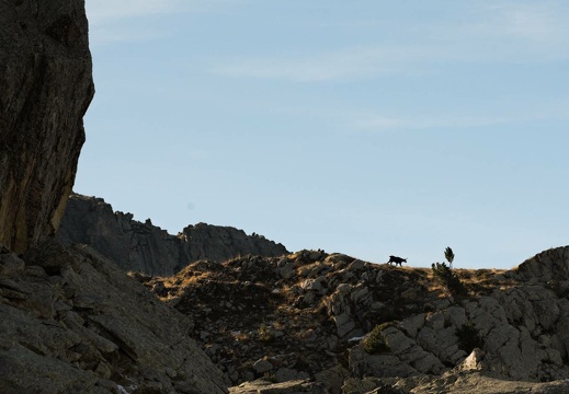 Chamois sur les crêtes