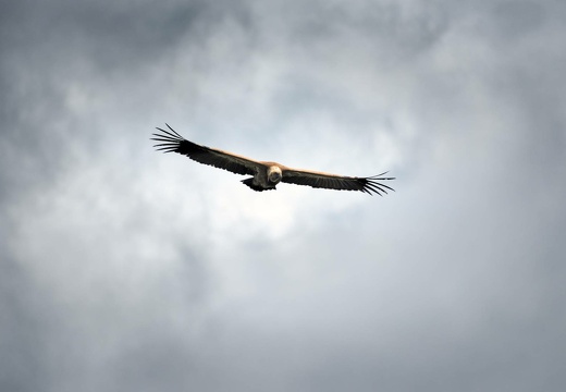 Griffon Vulture