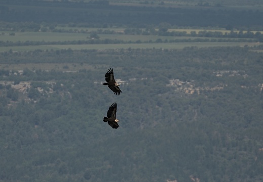 Gryffon Vultures
