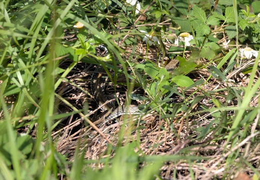 Western Montpellier Snake
