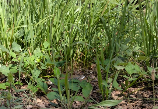 Western Montpellier Snake