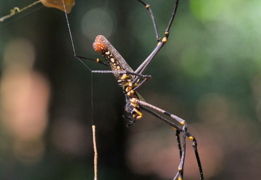 Golden Web Spider