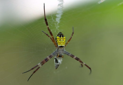 St Andrew Cross Spider