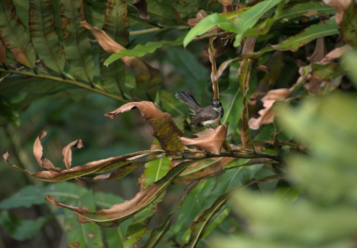 Pied Fantail