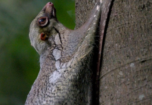 Colugo