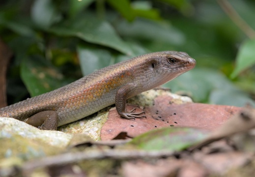 Brown Skink