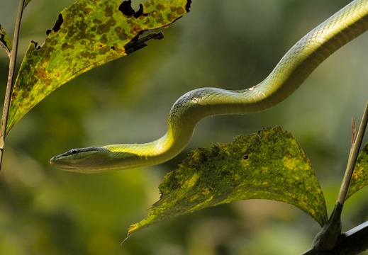 Red-Tailed Racer