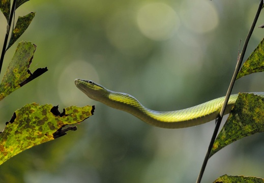 Red-Tailed Racer