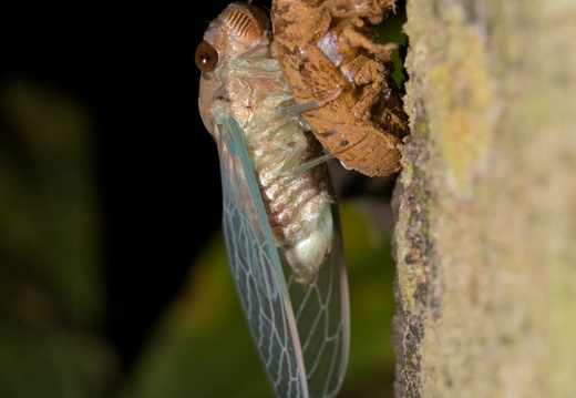 Cicada