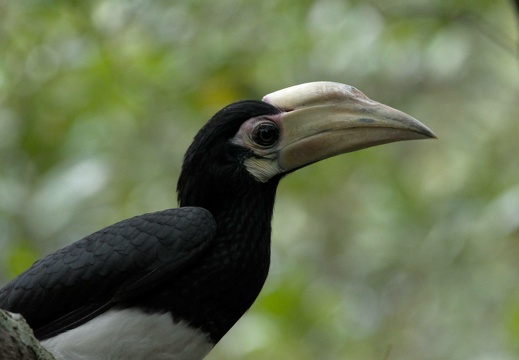 Hornbill