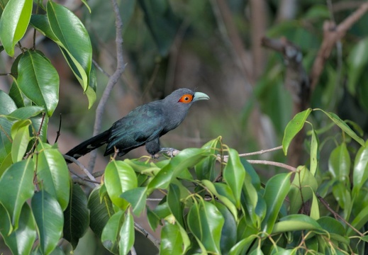 Chestnut-bellied Malkoha