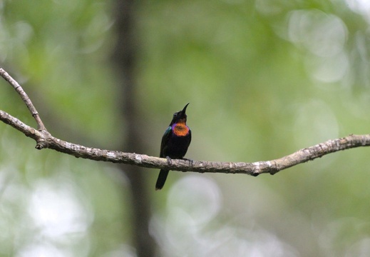 Copper-throated Sunbird