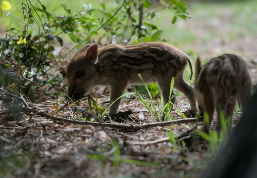 Piglets