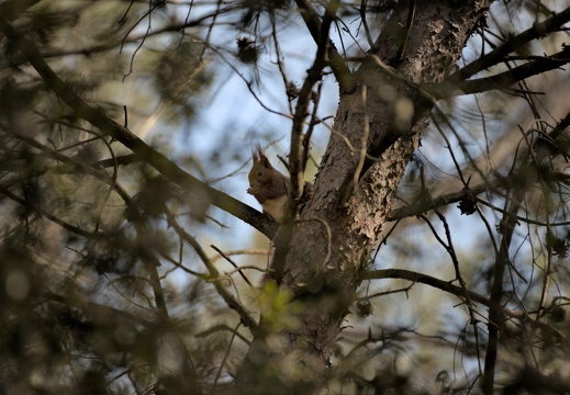 Red Squirrel