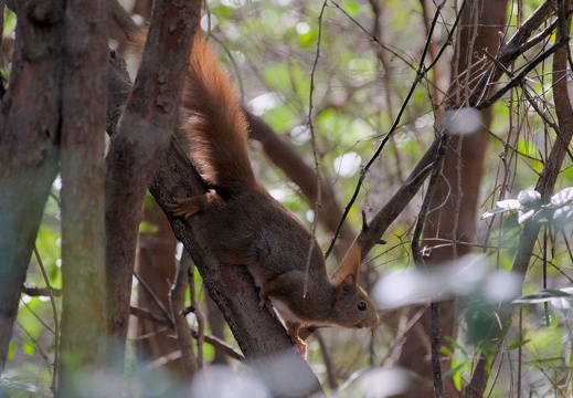 Red Squirrel