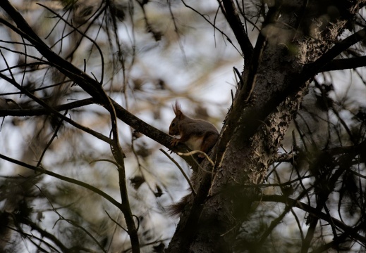 Red Squirrel