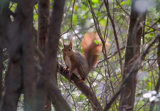 Red Squirrel