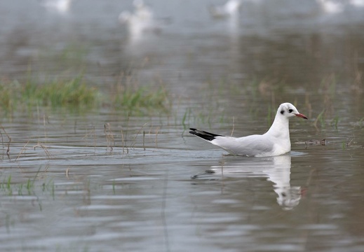 Black-Headed Seagull