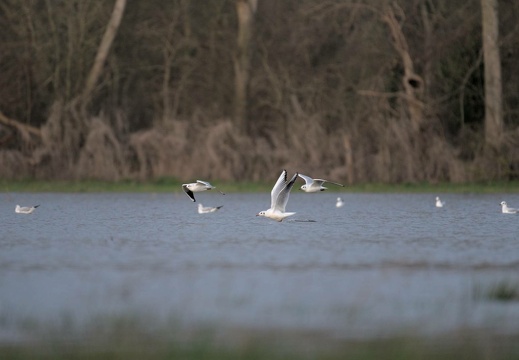 Black-Headed Seagull