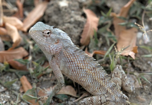 Changeable Lizard