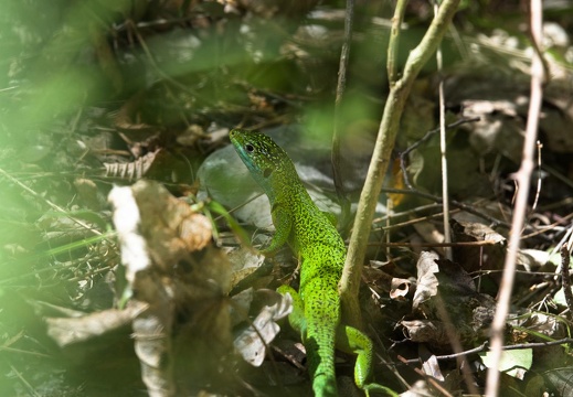 Green Lizard