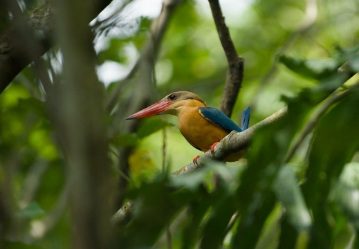 Stork-billed Kingfisher
