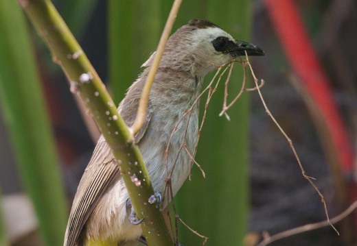 Bulbul