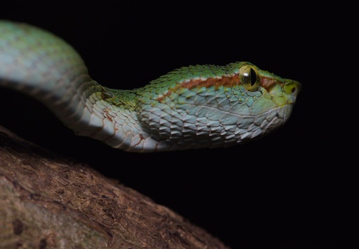 Wagler's Pit Viper